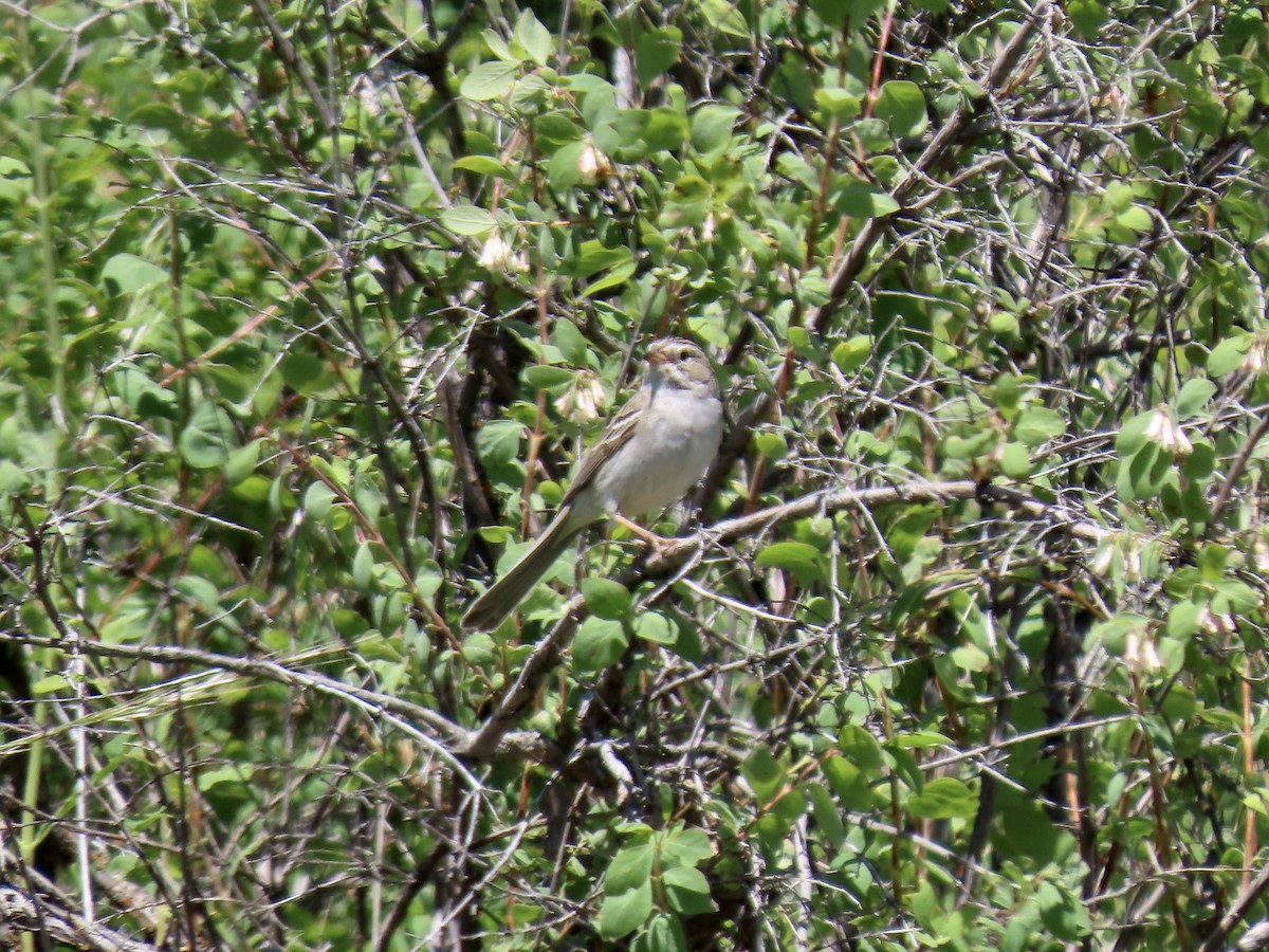 Brewer's Sparrow - ML620466070