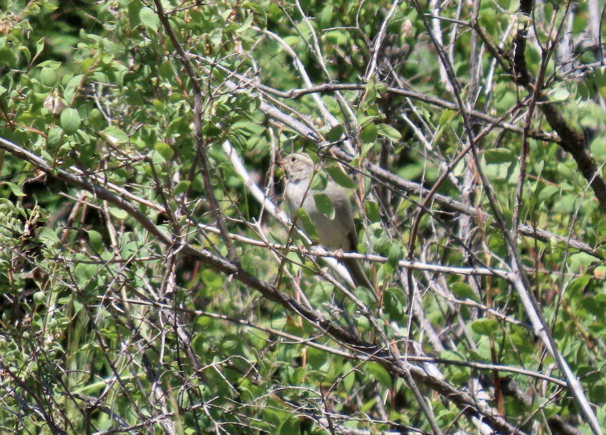 Brewer's Sparrow - ML620466071