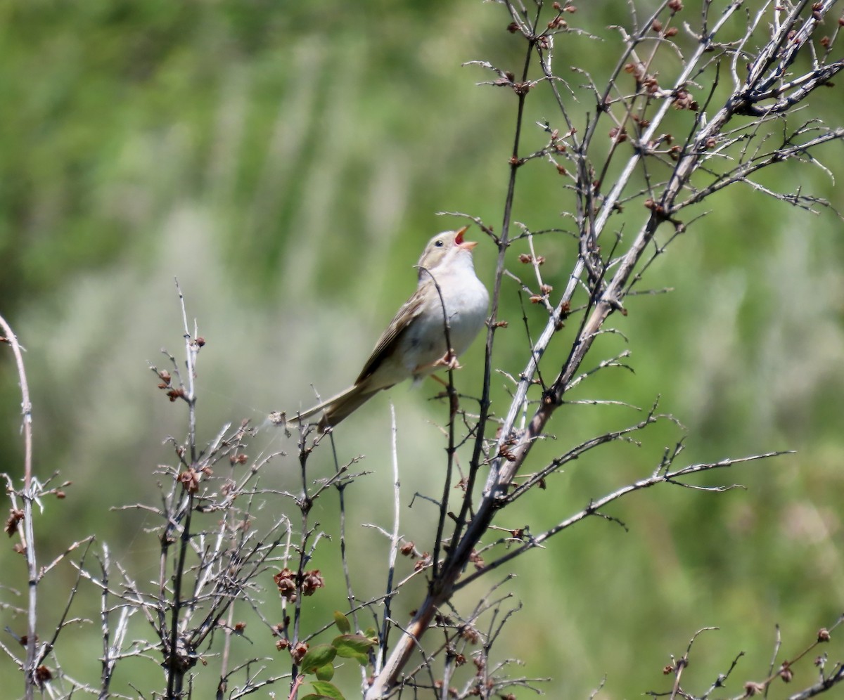 Brewer's Sparrow - ML620466073