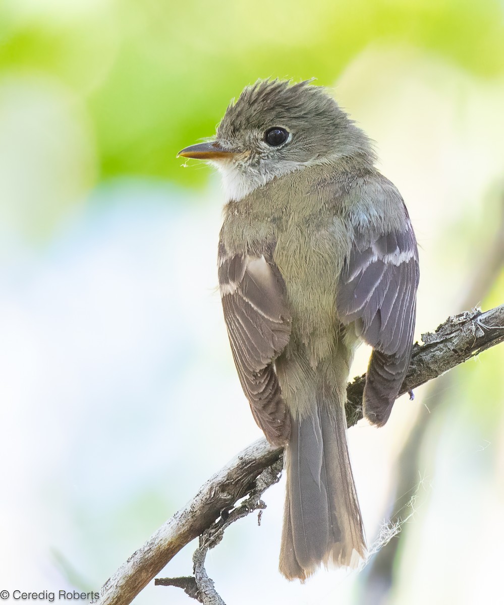 Least Flycatcher - ML620466076