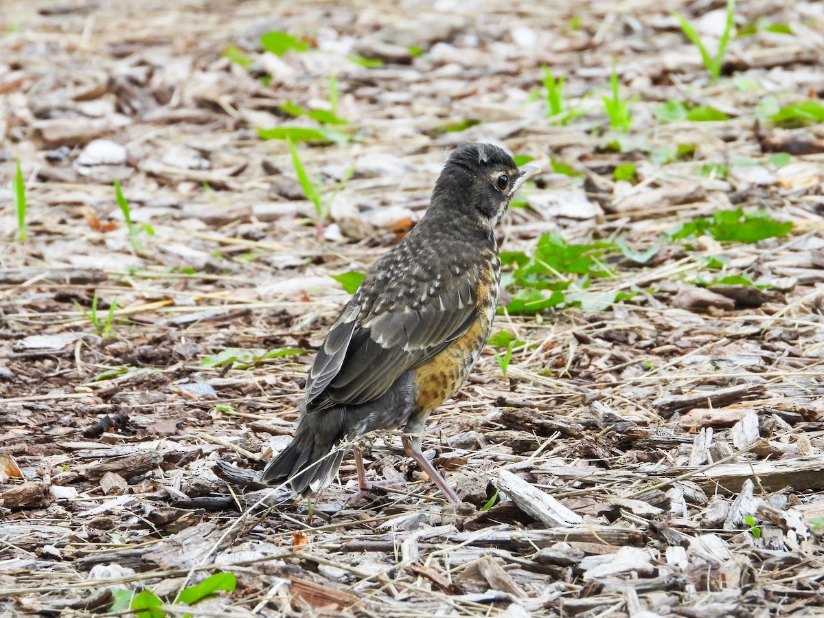 American Robin - ML620466084