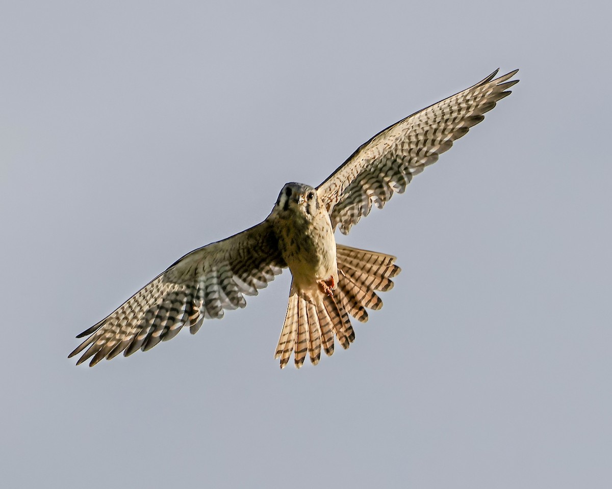 American Kestrel - ML620466085