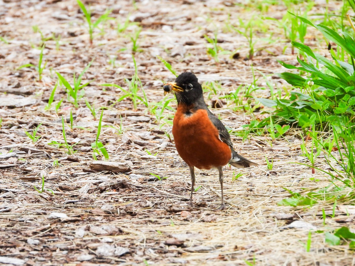 American Robin - ML620466086