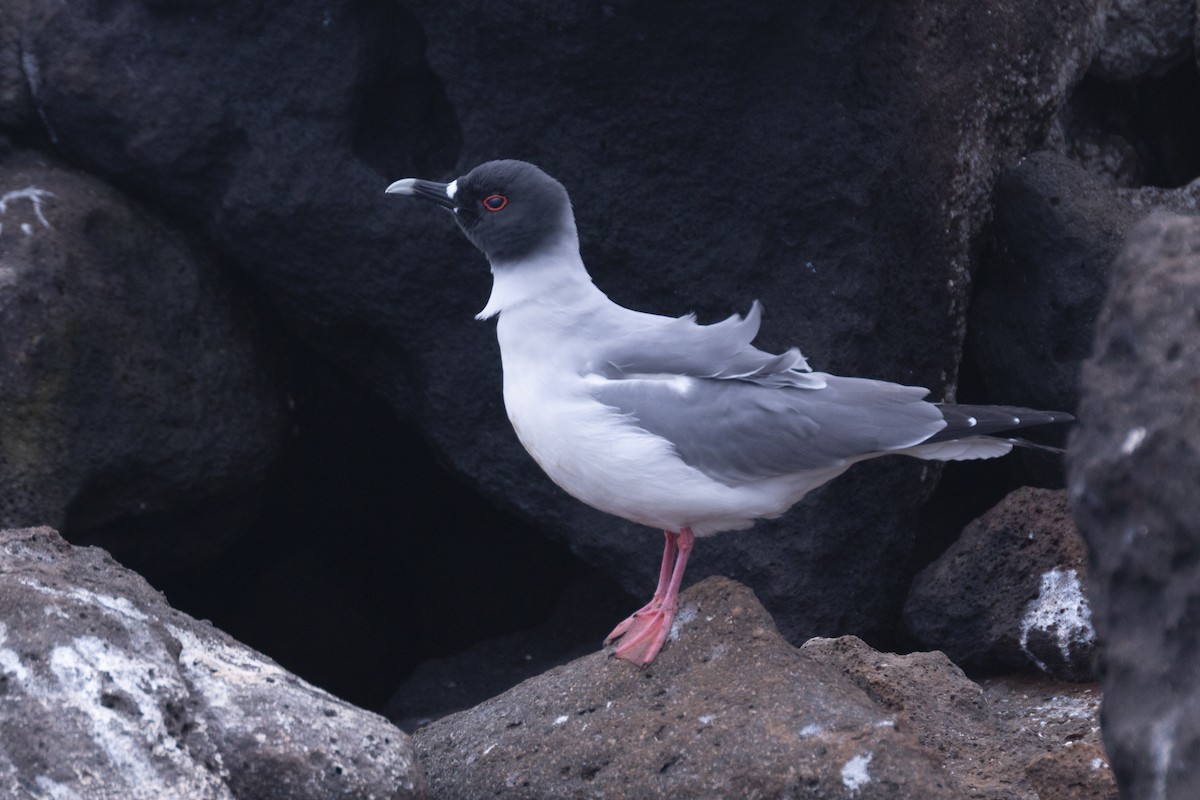 Swallow-tailed Gull - ML620466087
