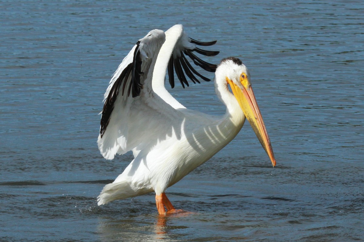 American White Pelican - ML620466097