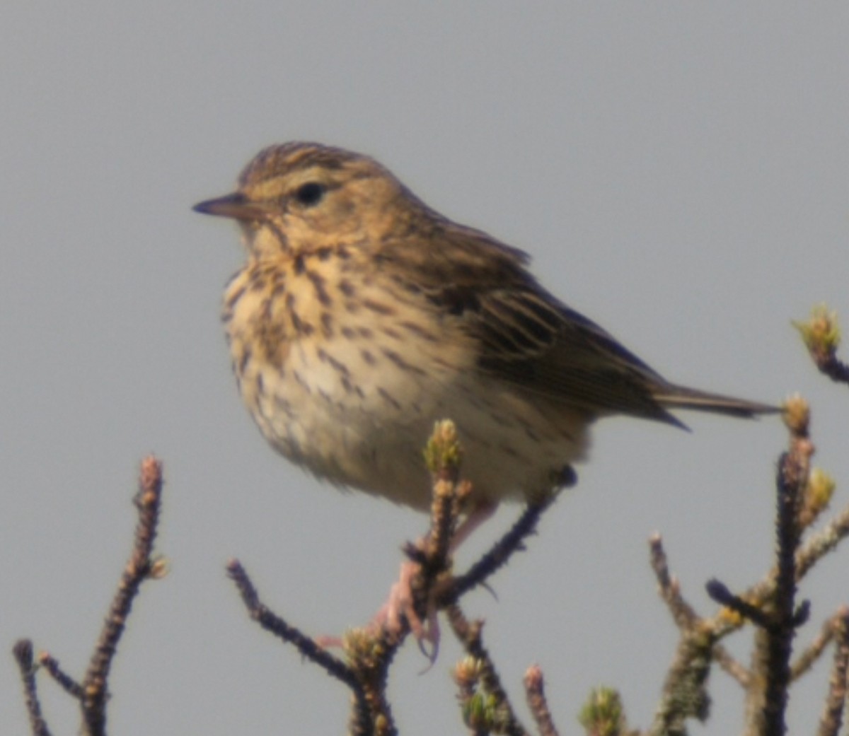 Tree Pipit - ML620466098