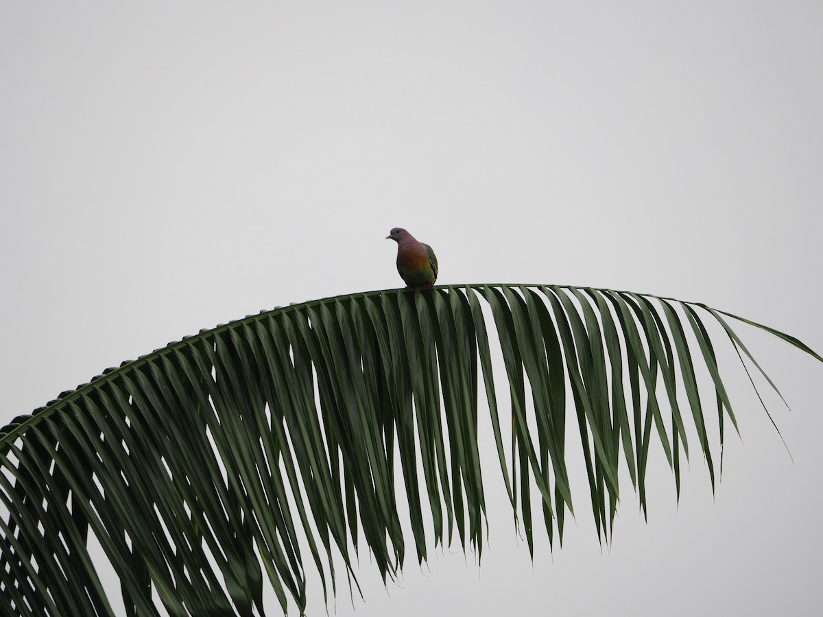 Pink-necked Green-Pigeon - ML620466100