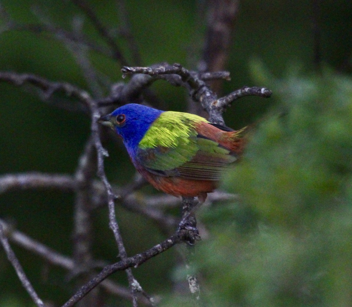Painted Bunting - ML620466103