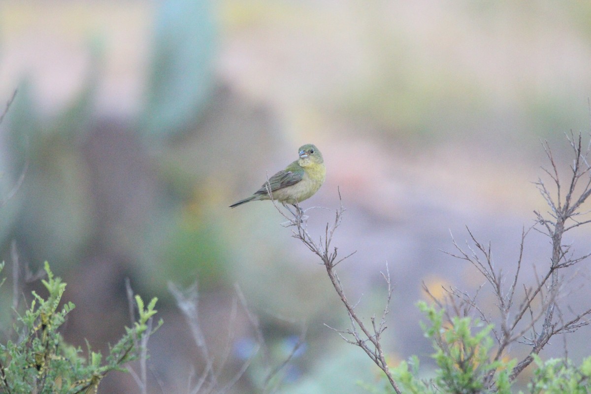 Painted Bunting - ML620466105