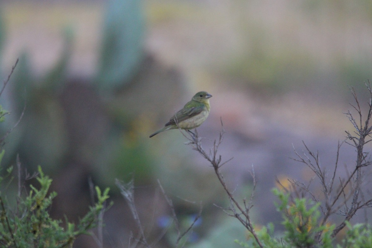 Painted Bunting - ML620466106