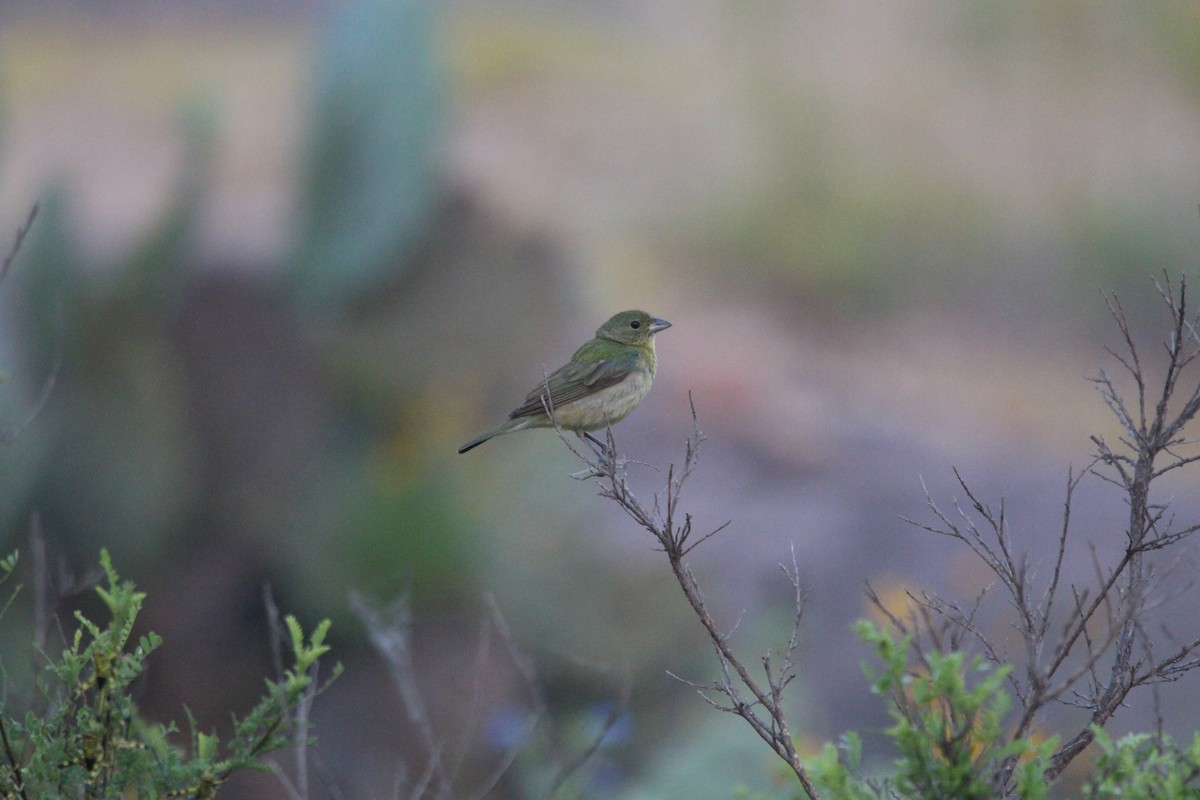 Painted Bunting - ML620466107