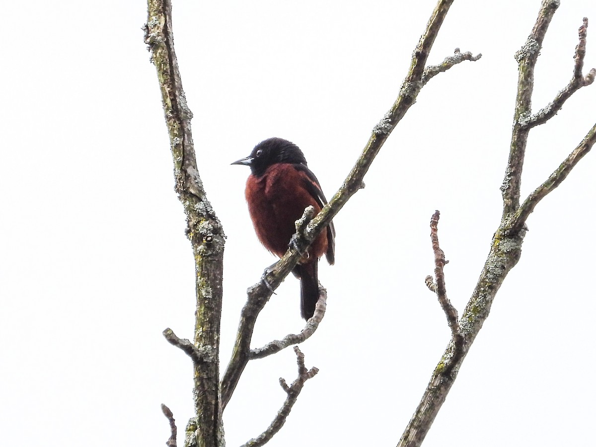 Orchard Oriole - ML620466109