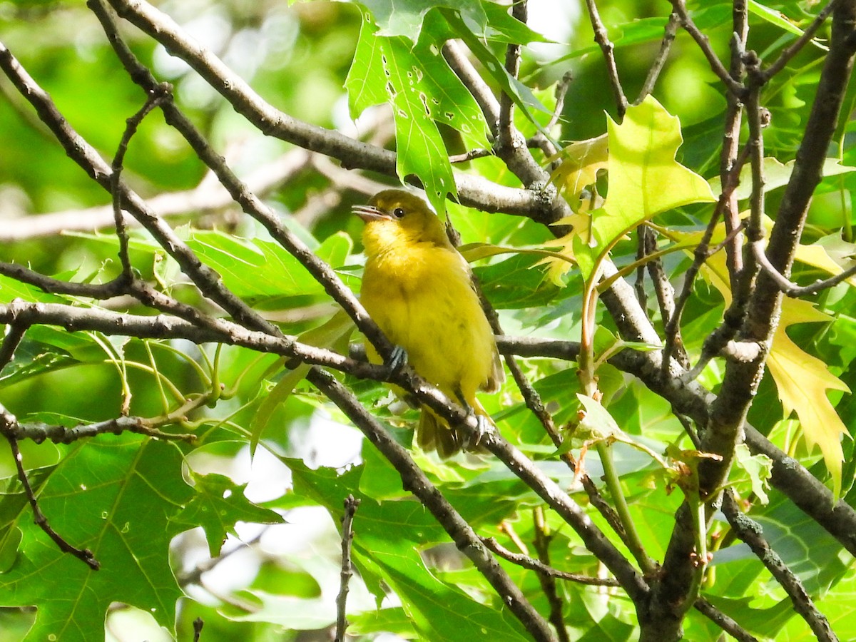 Orchard Oriole - ML620466110