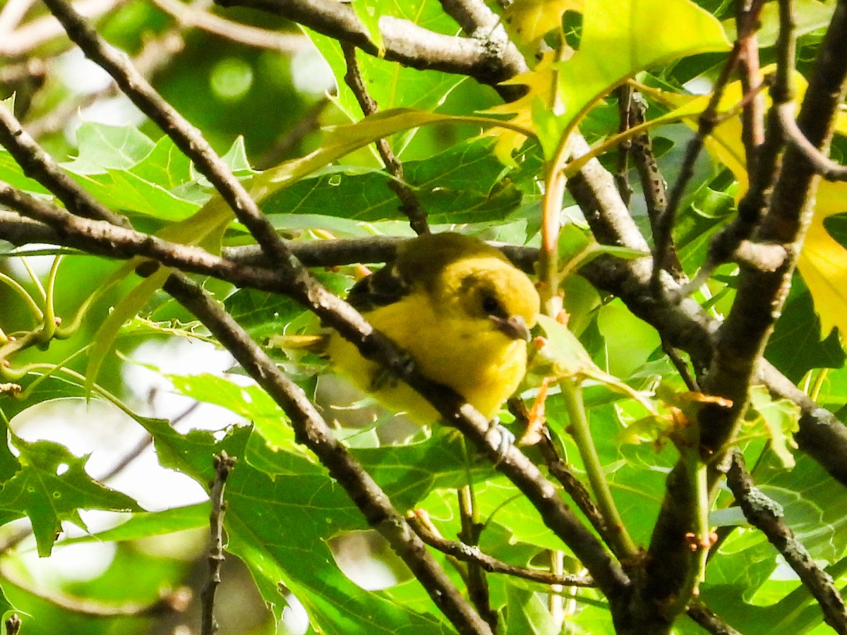 Orchard Oriole - ML620466111