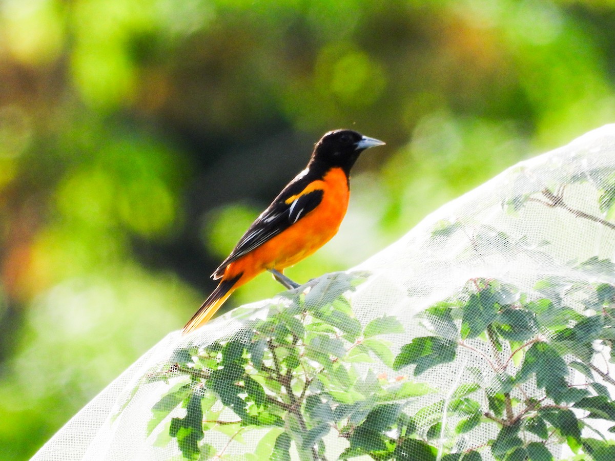 Baltimore Oriole - ML620466116