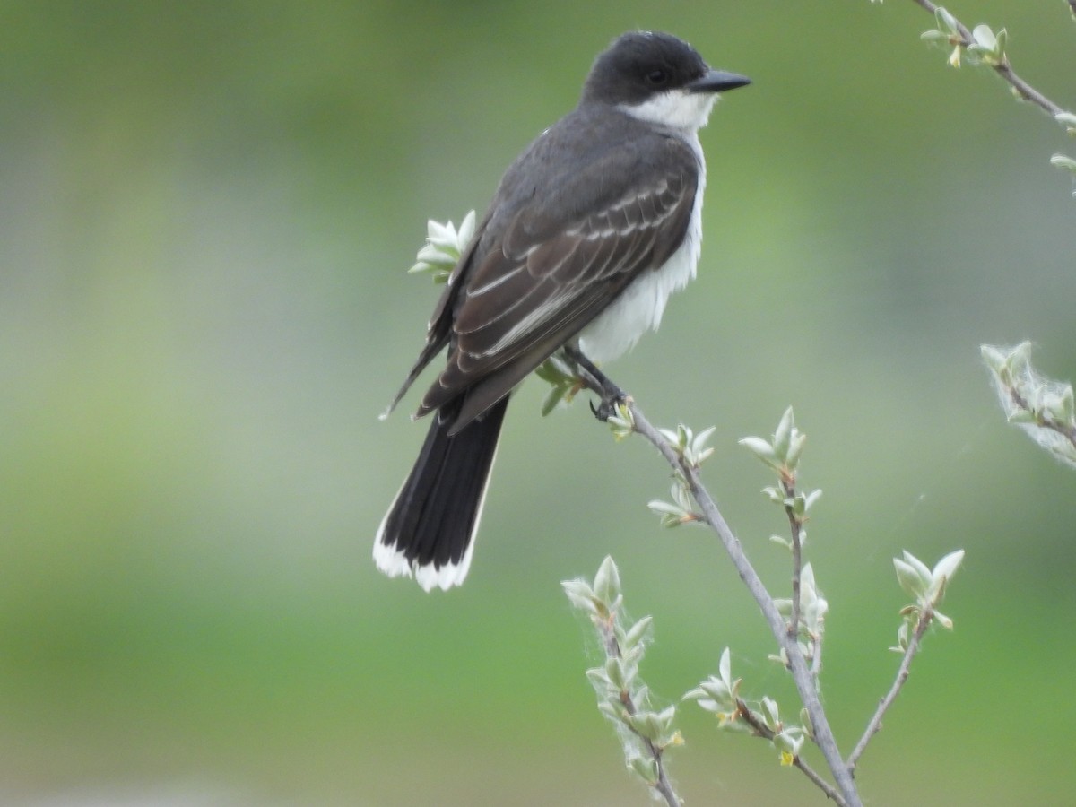 Eastern Kingbird - ML620466118