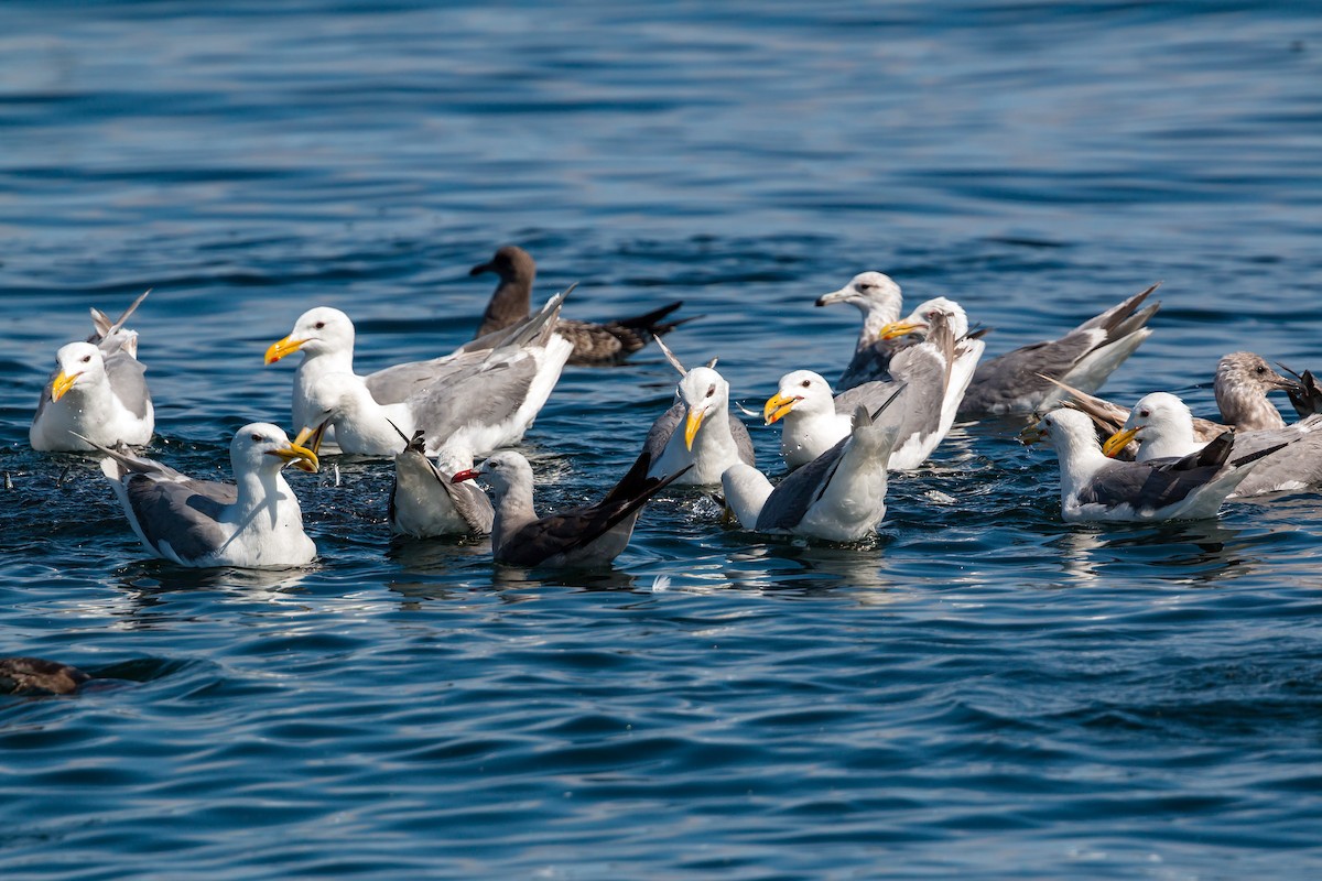 Heermann's Gull - ML620466123