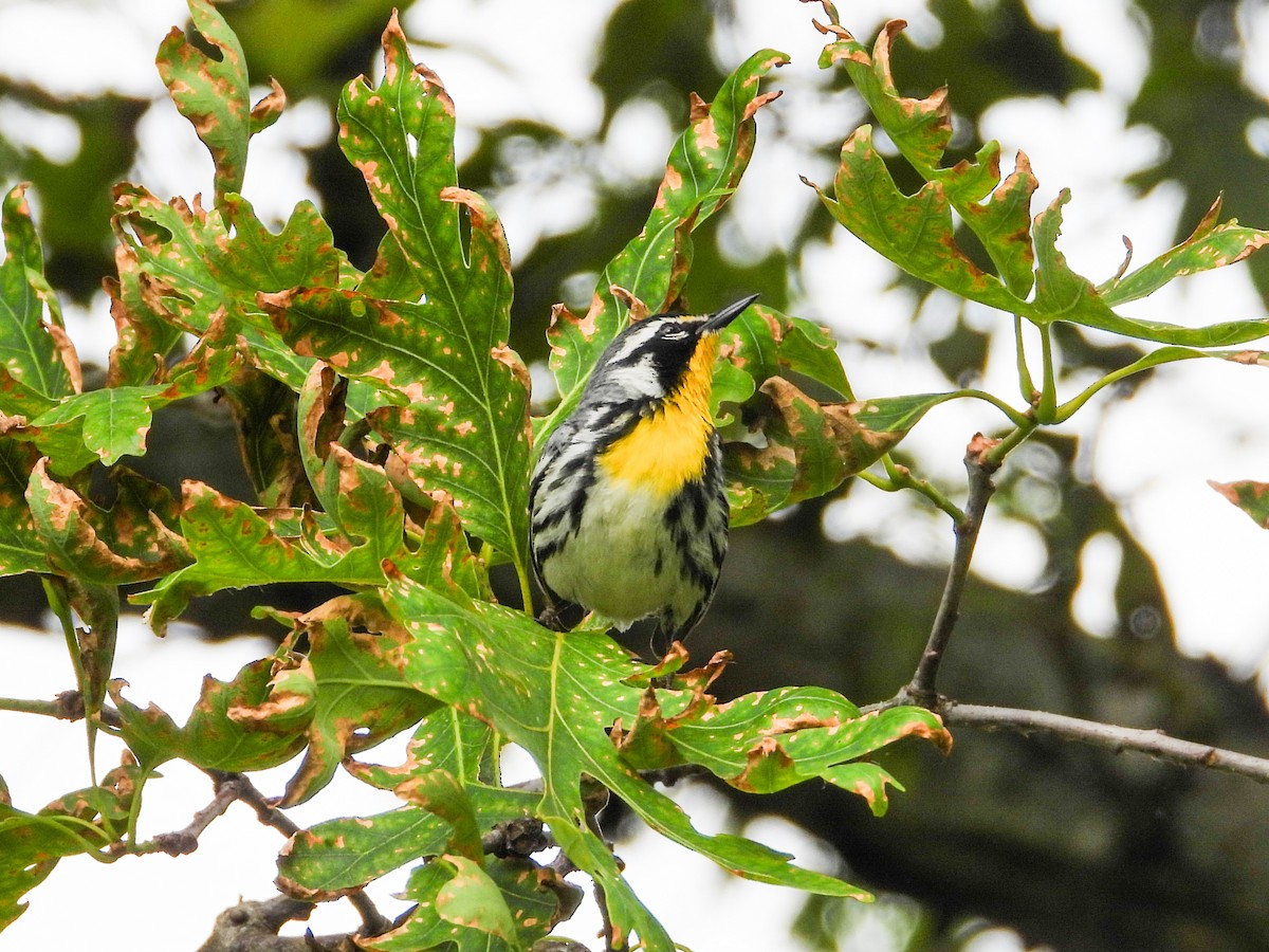 Yellow-throated Warbler - ML620466126