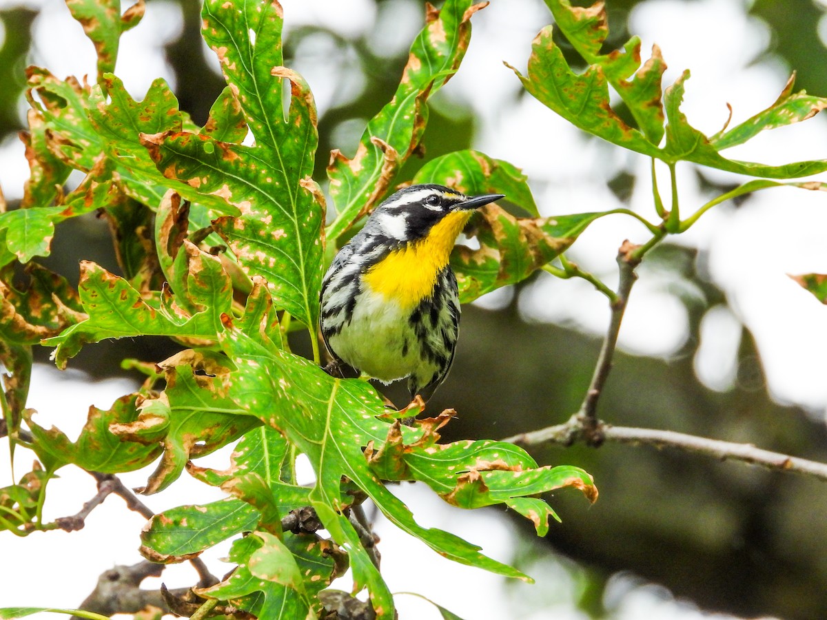 Yellow-throated Warbler - Haley Gottardo