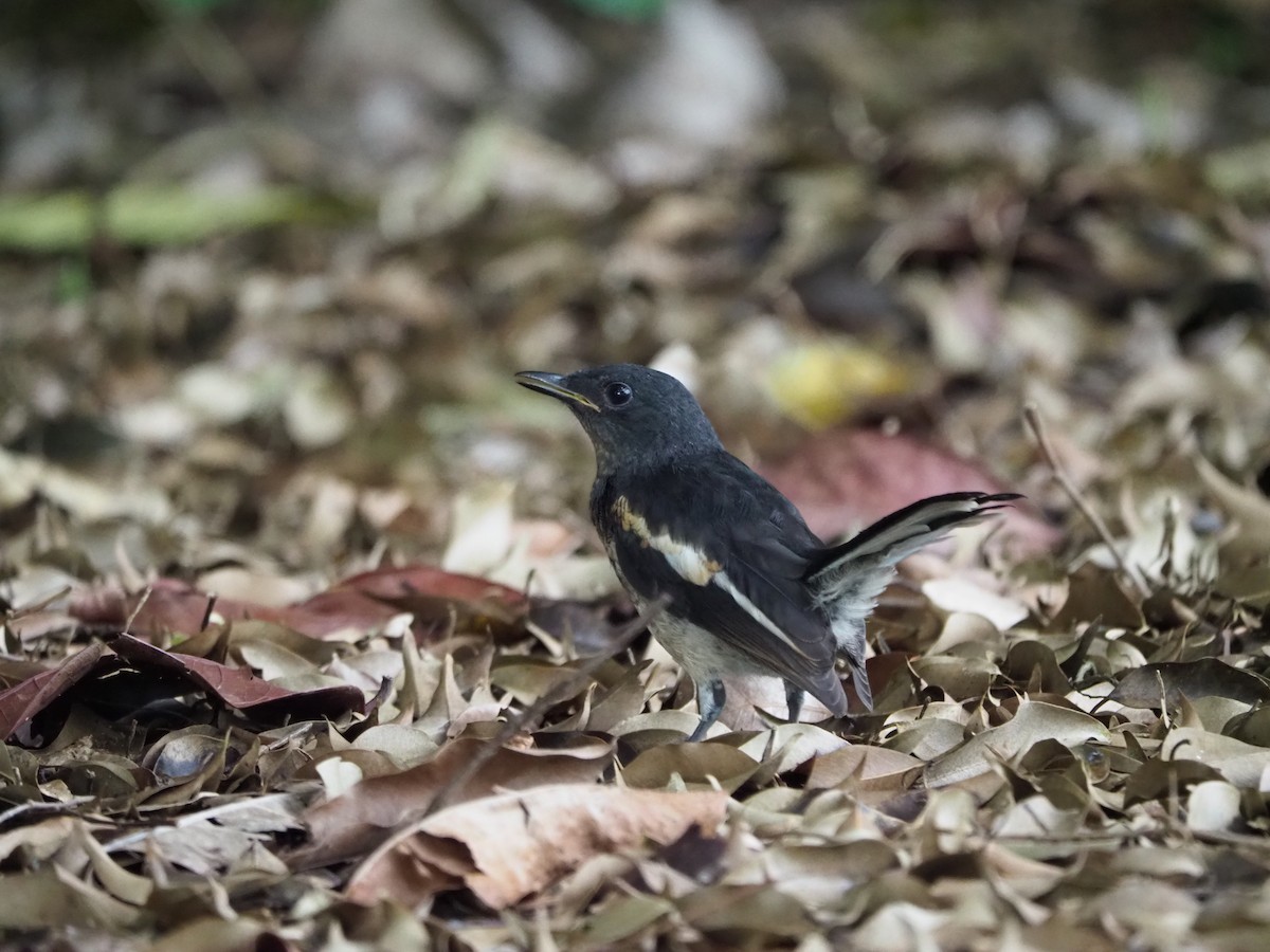 Oriental Magpie-Robin - ML620466135