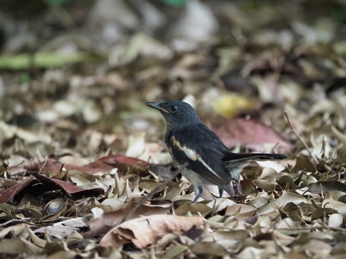 Oriental Magpie-Robin - ML620466136