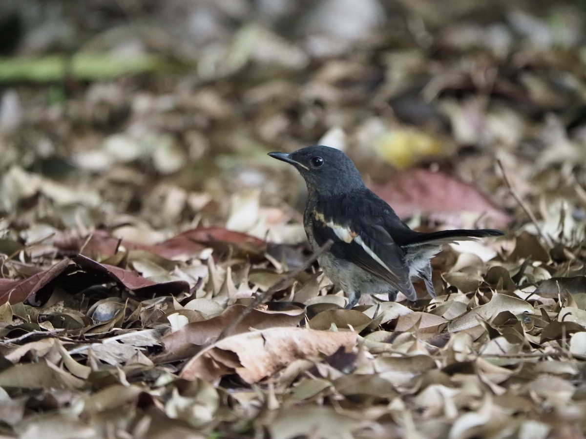 Oriental Magpie-Robin - ML620466140