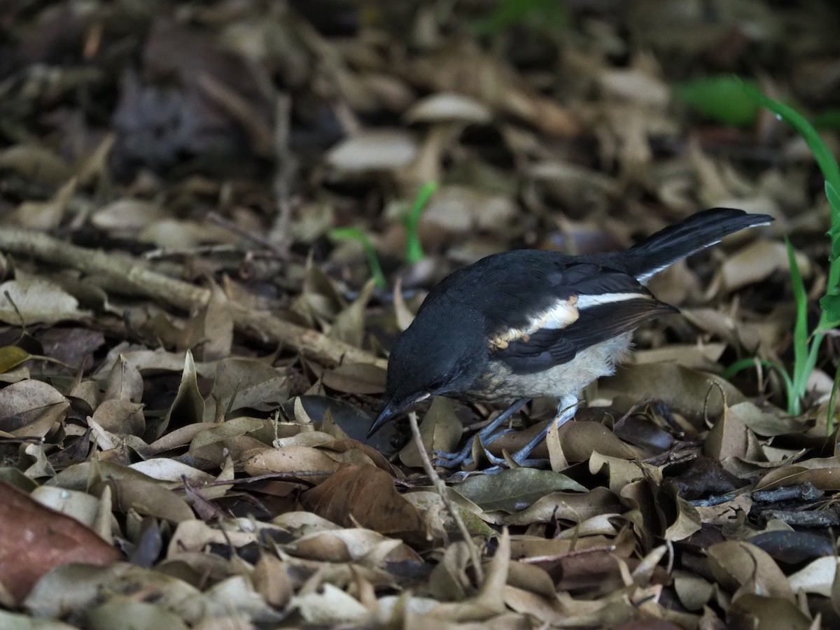 Oriental Magpie-Robin - ML620466146