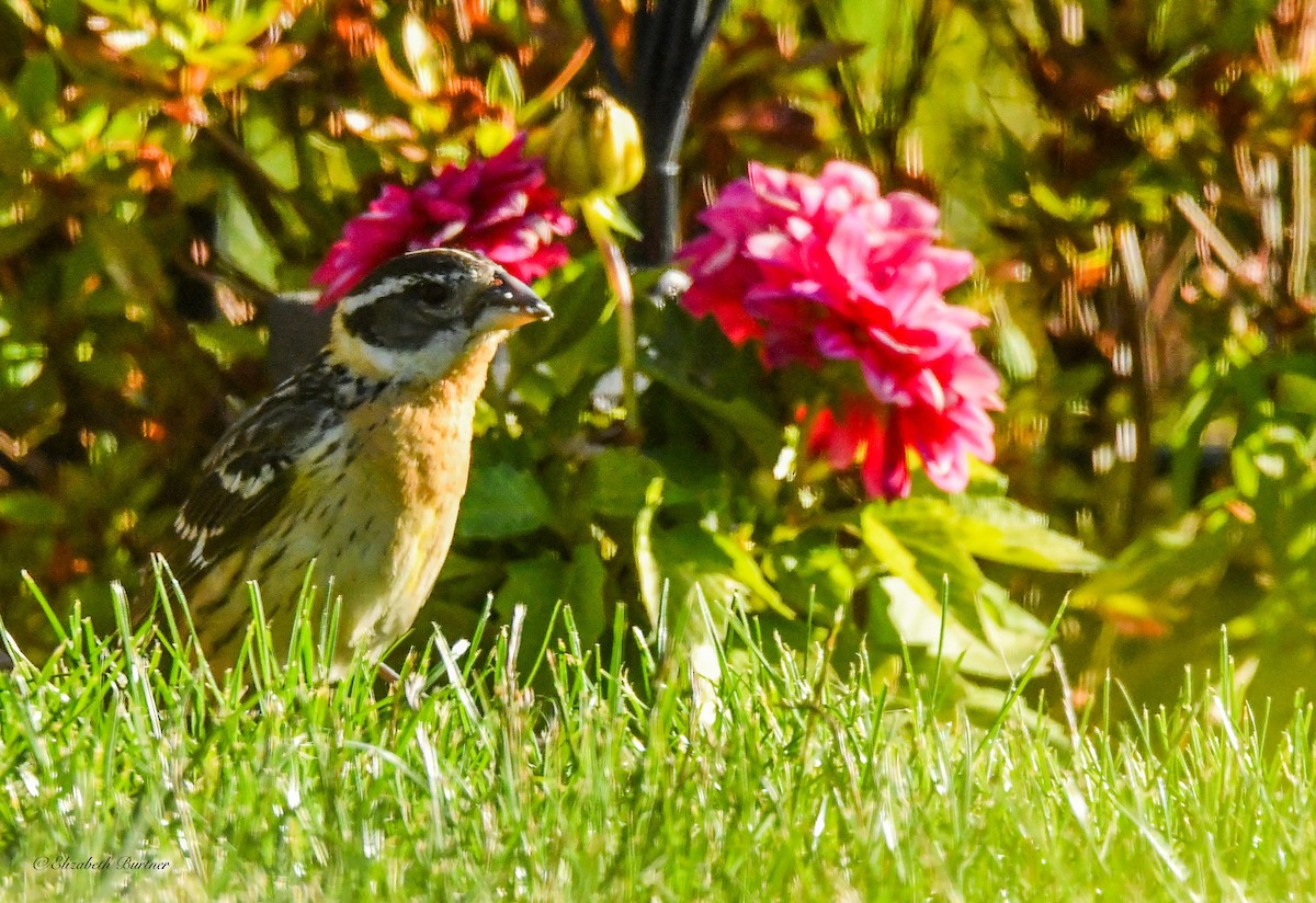 Black-headed Grosbeak - ML620466148