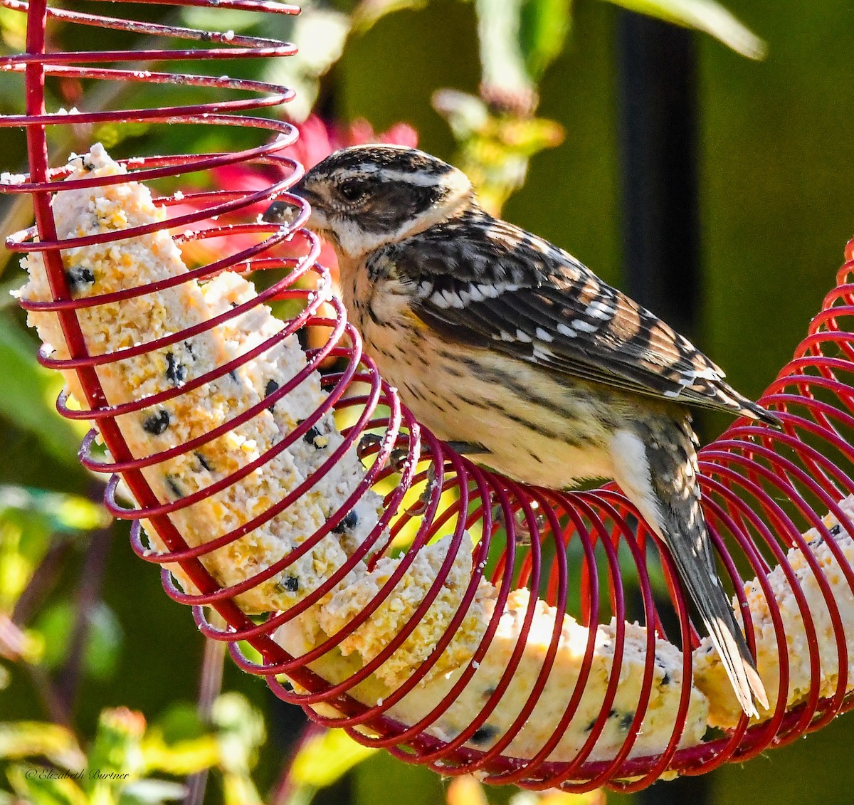 Black-headed Grosbeak - ML620466149