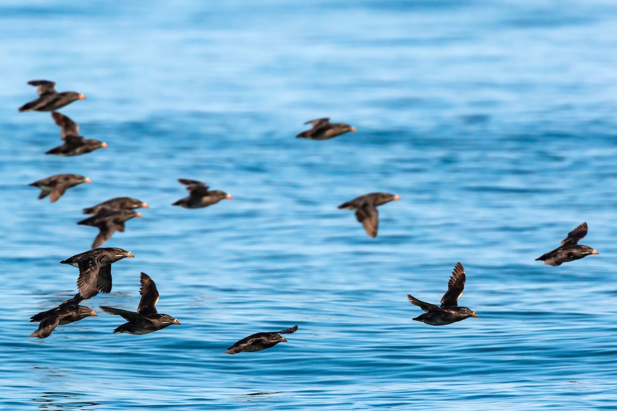 Rhinoceros Auklet - William Clark