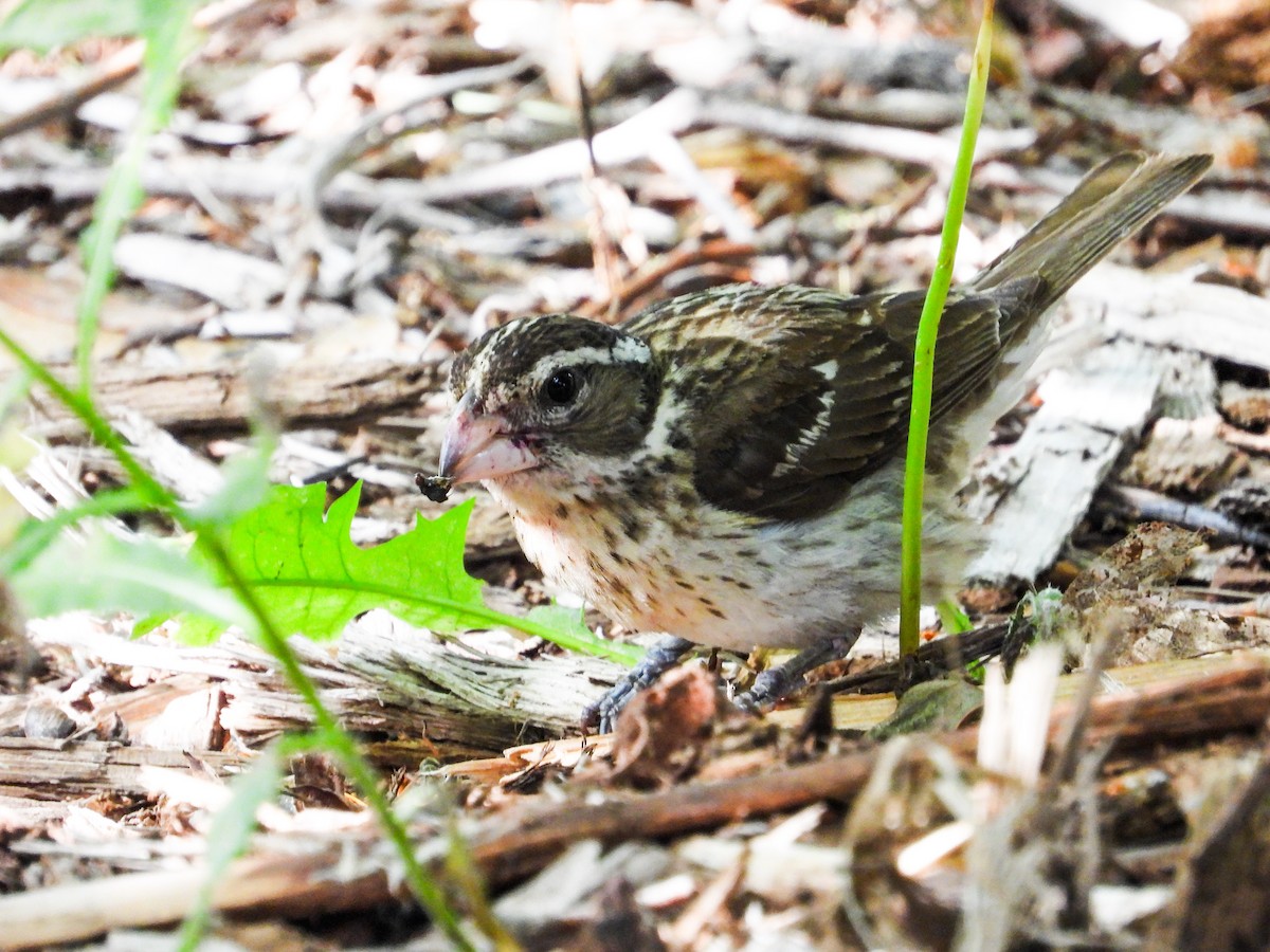 Rose-breasted Grosbeak - ML620466156