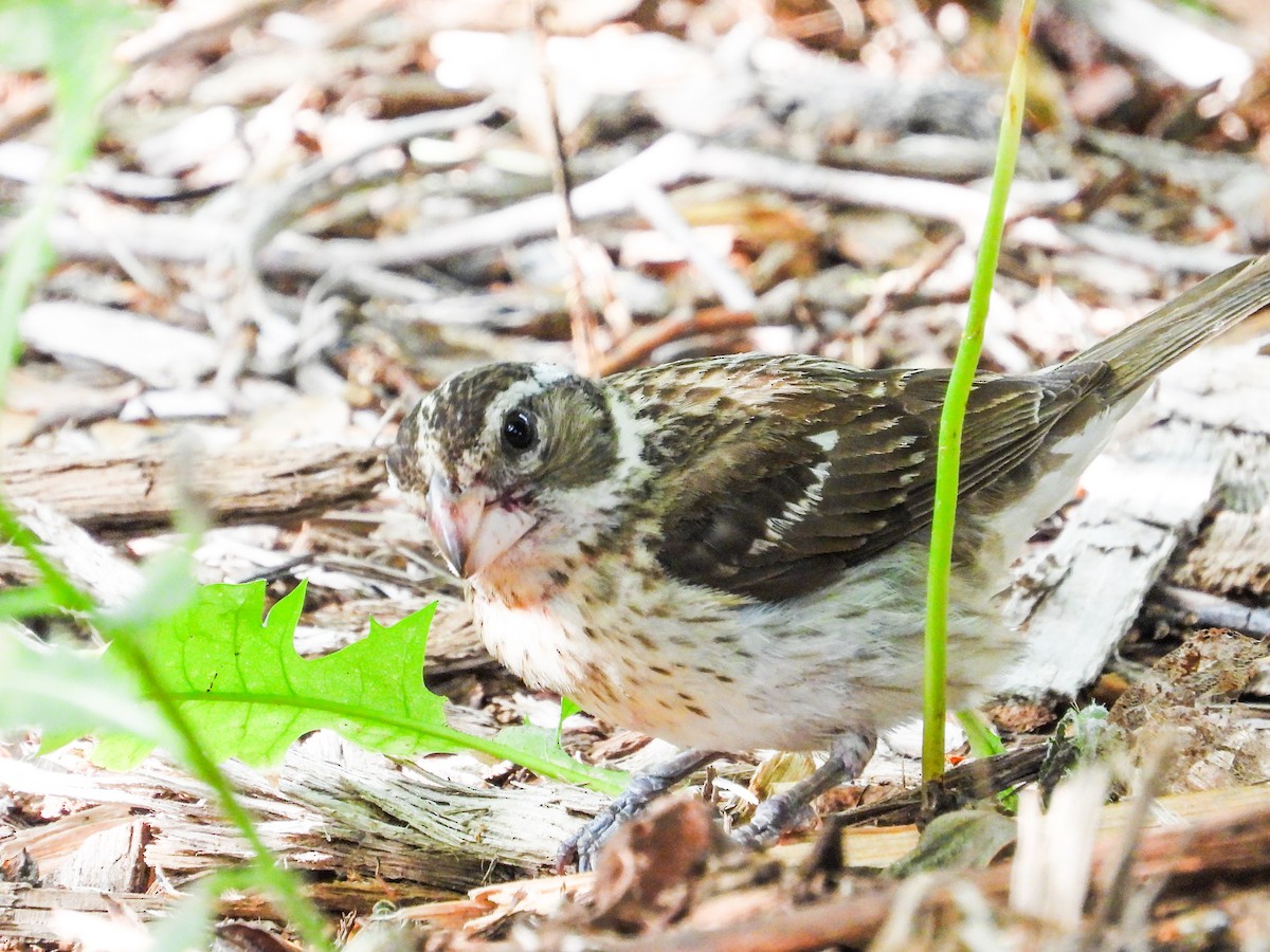 Rose-breasted Grosbeak - ML620466157