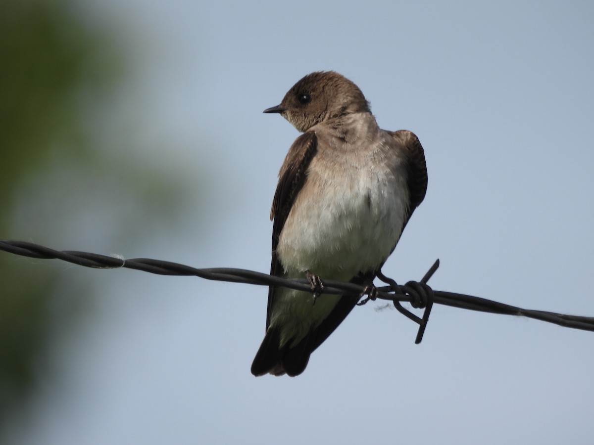Northern Rough-winged Swallow - ML620466160