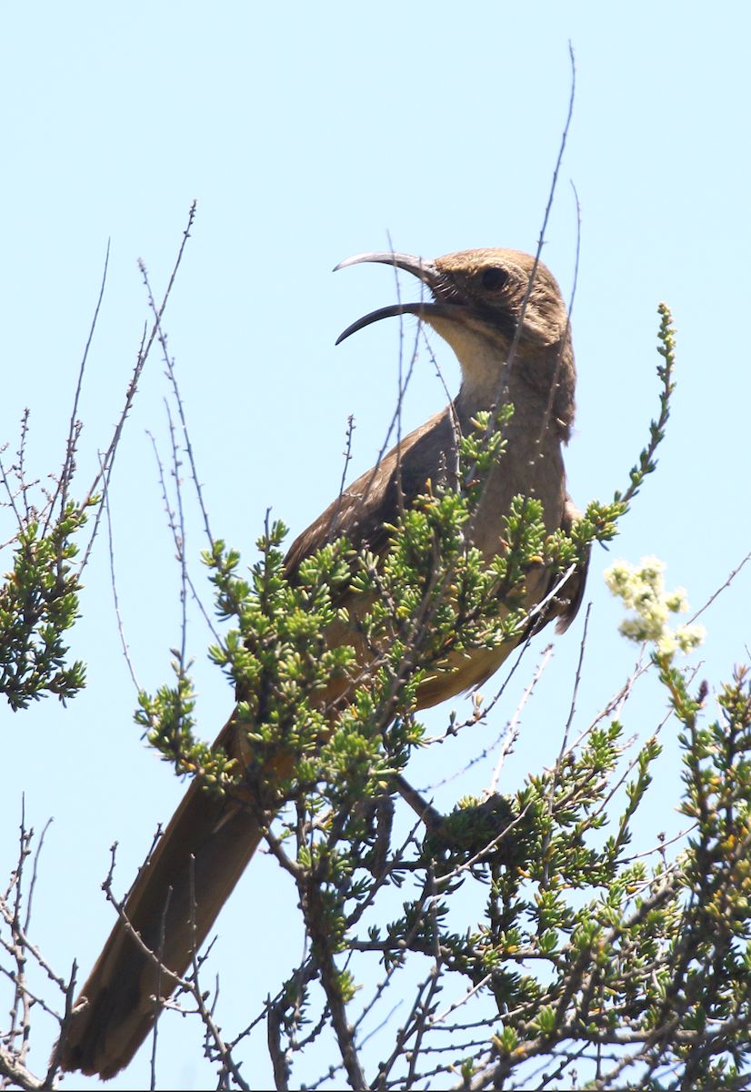 California Thrasher - ML620466168