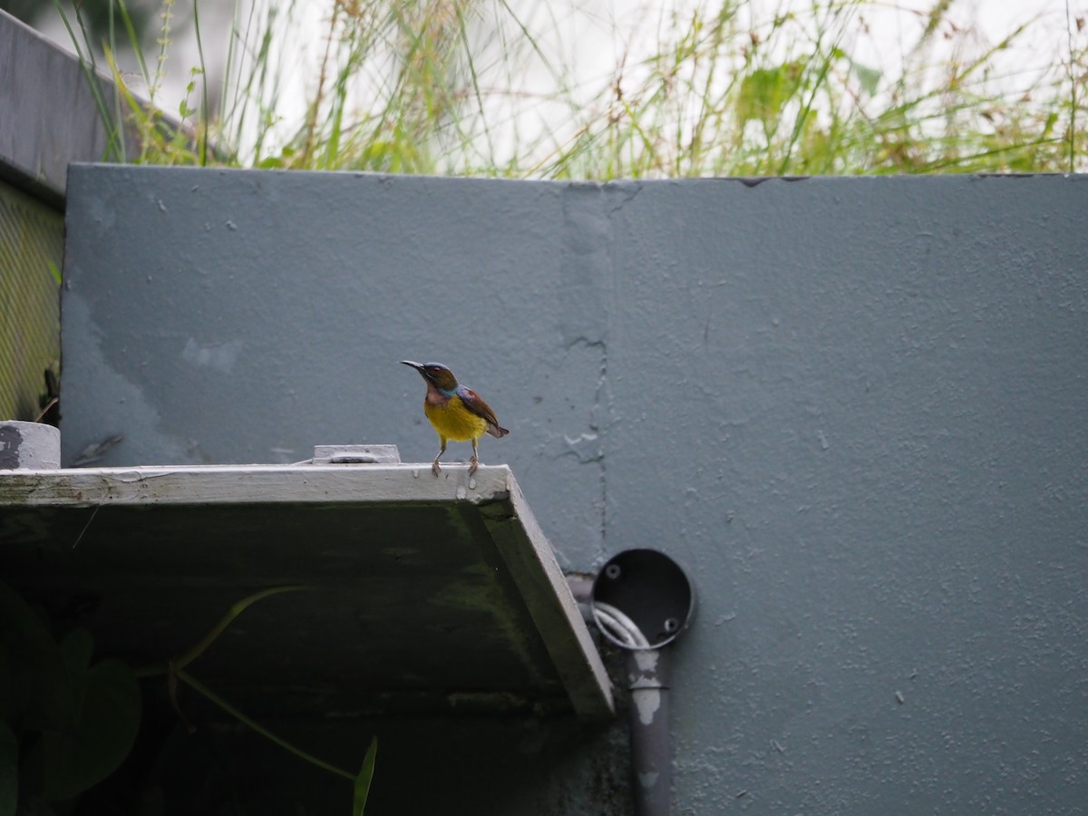 Brown-throated Sunbird - ML620466173