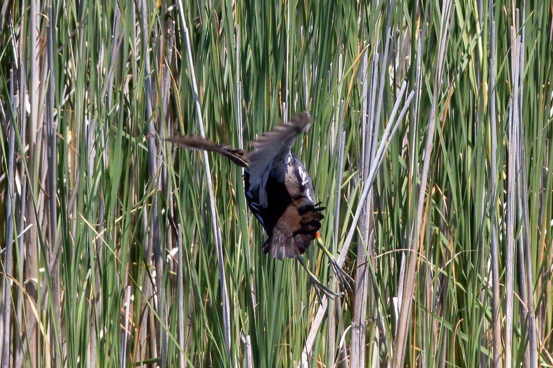 Gallinule d'Amérique - ML620466178