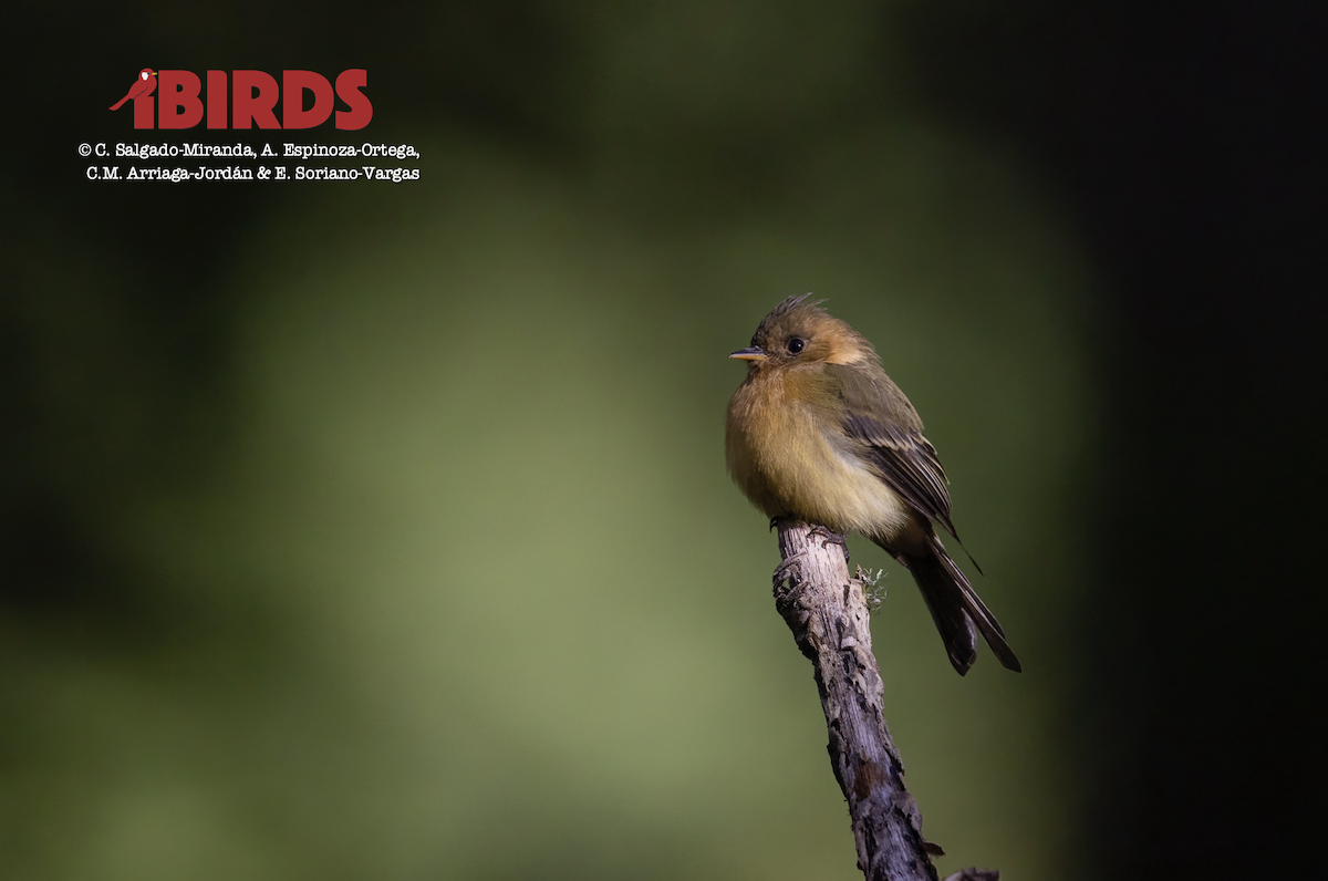 Tufted Flycatcher - ML620466181