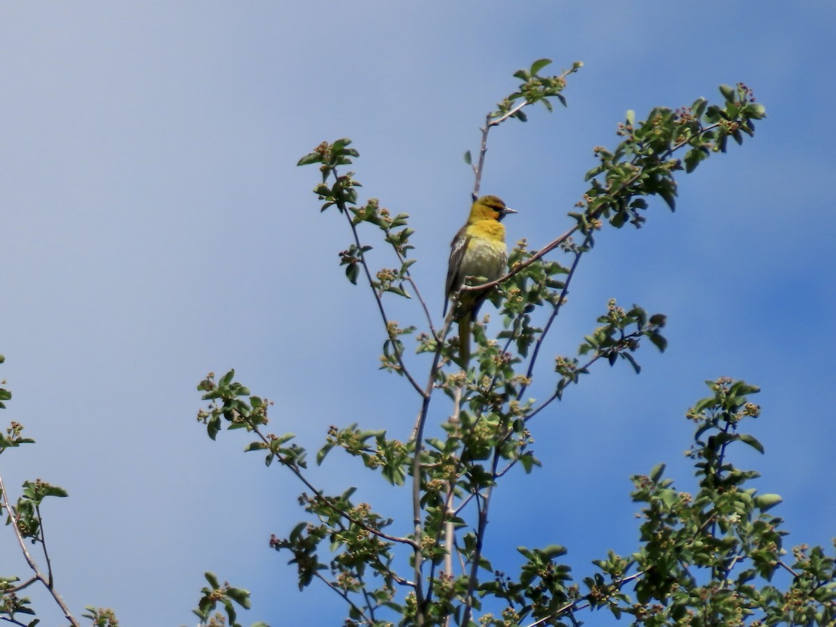 Bullock's Oriole - ML620466184