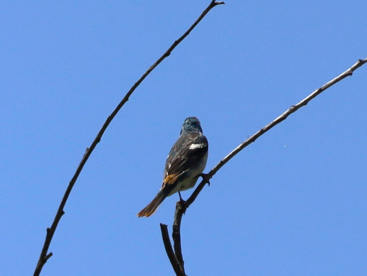 Lazuli Bunting - ML620466187