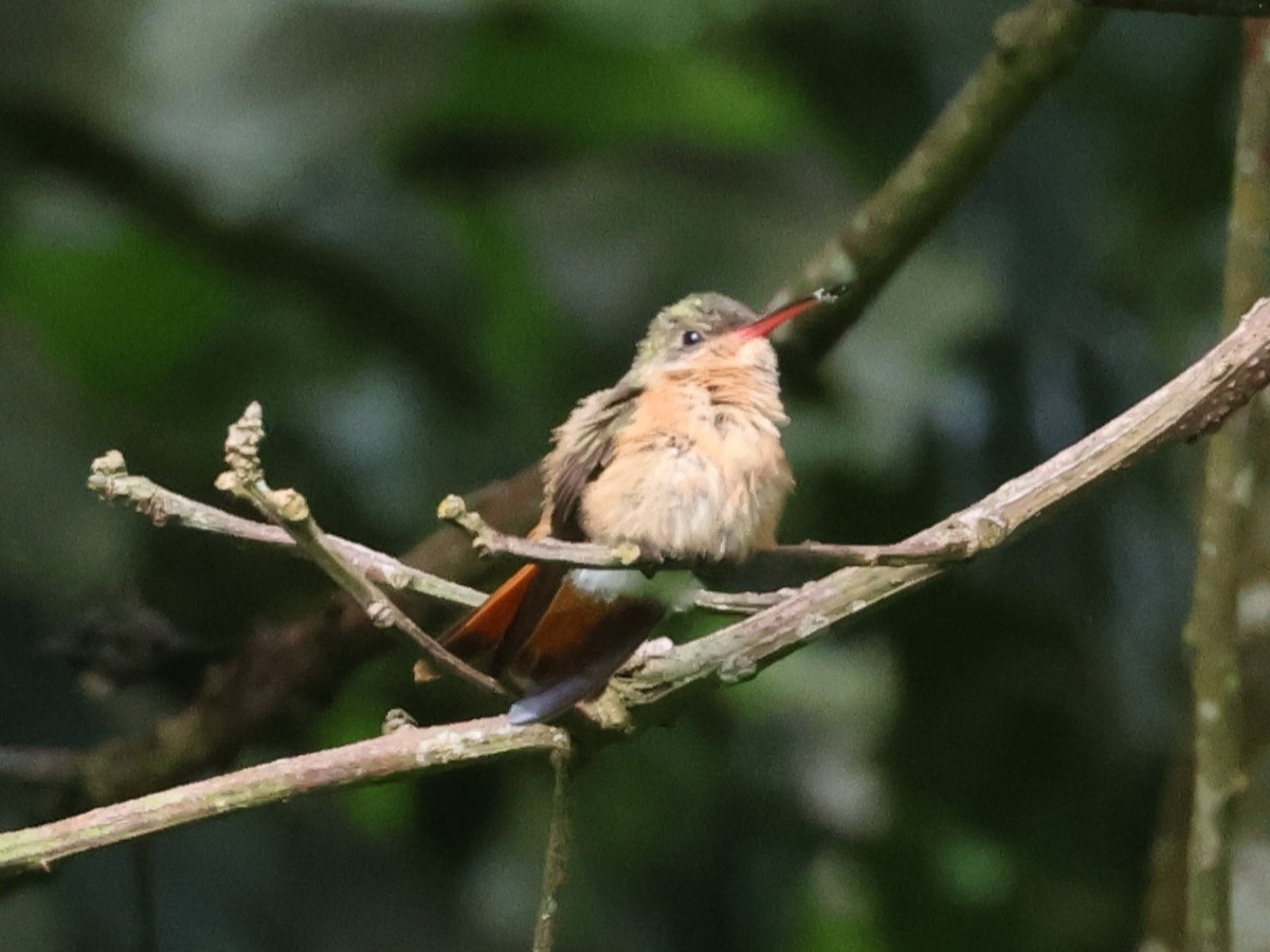 Tarçın Renkli Kolibri - ML620466190