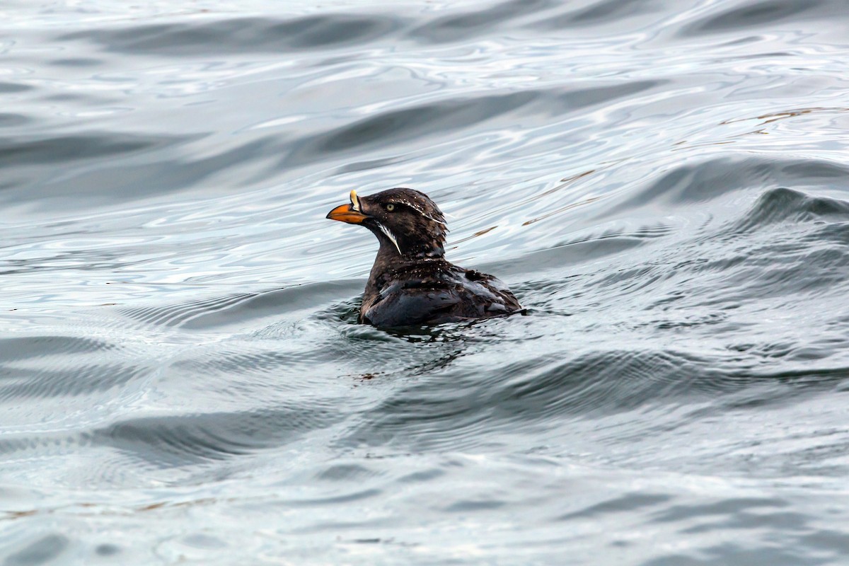 Rhinoceros Auklet - ML620466199