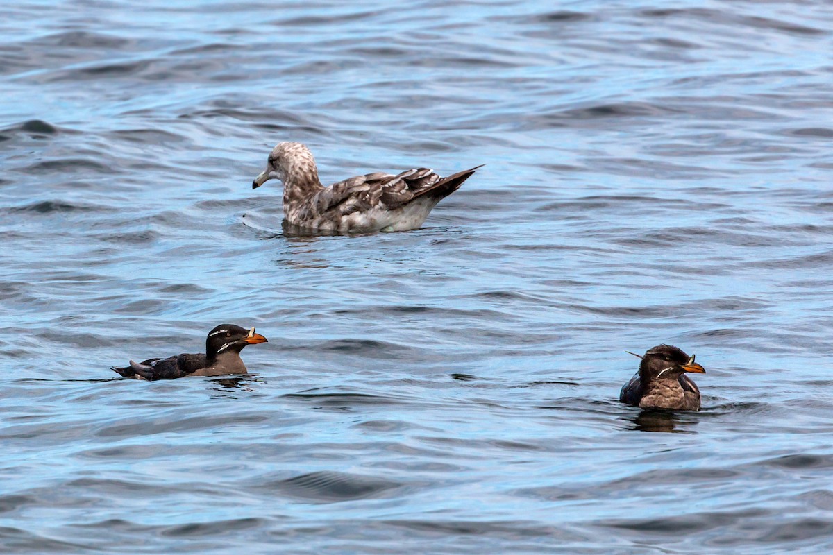 Rhinoceros Auklet - ML620466204