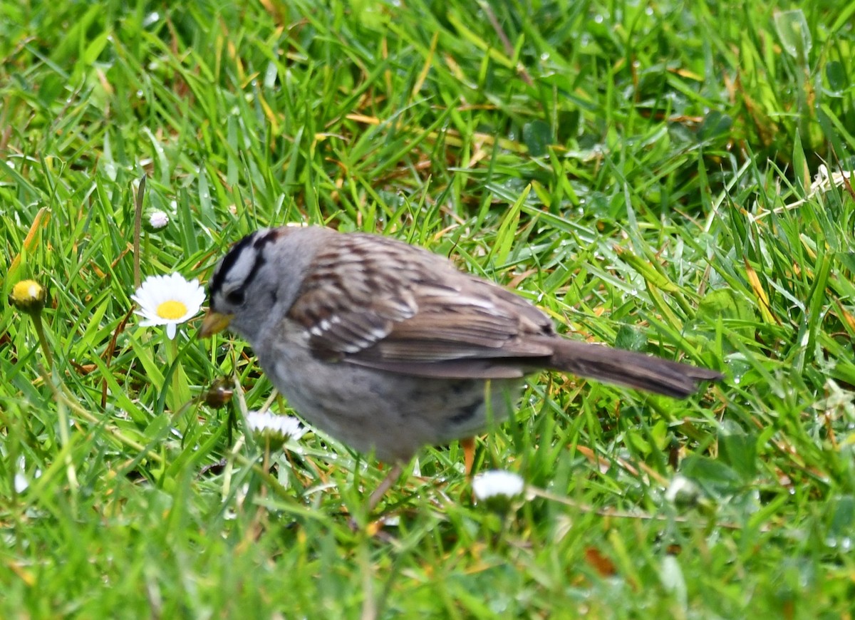 White-crowned Sparrow - ML620466205