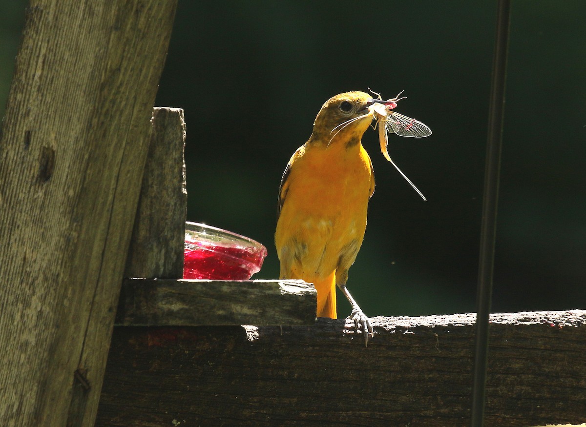 Baltimore Oriole - ML620466206