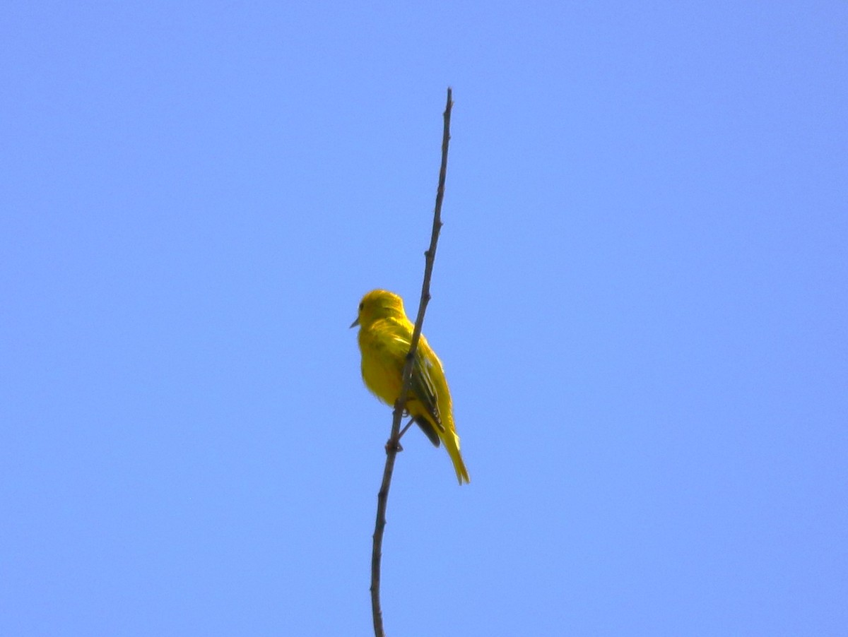 Yellow Warbler - ML620466209