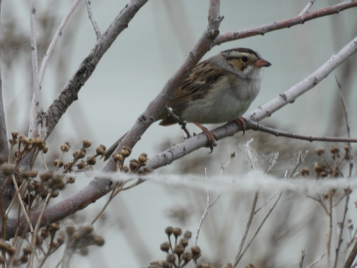 Clay-colored Sparrow - ML620466210