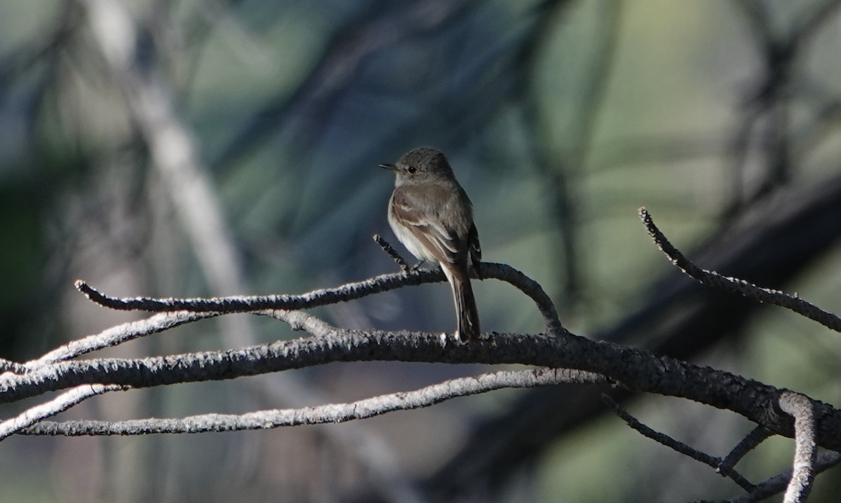 Gray Flycatcher - ML620466217