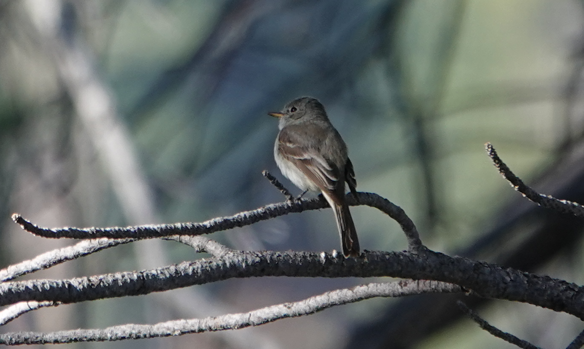 Gray Flycatcher - ML620466219