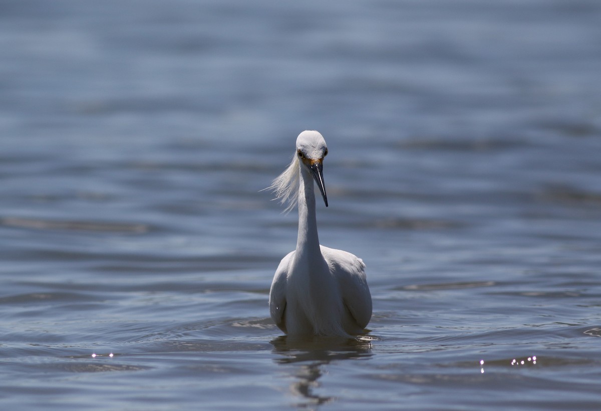 Snowy Egret - ML620466220