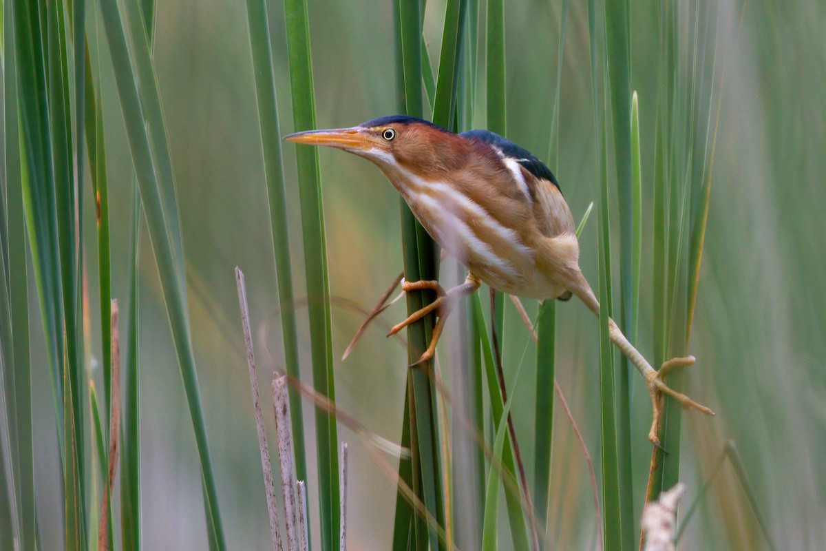 Least Bittern - James Kroeker